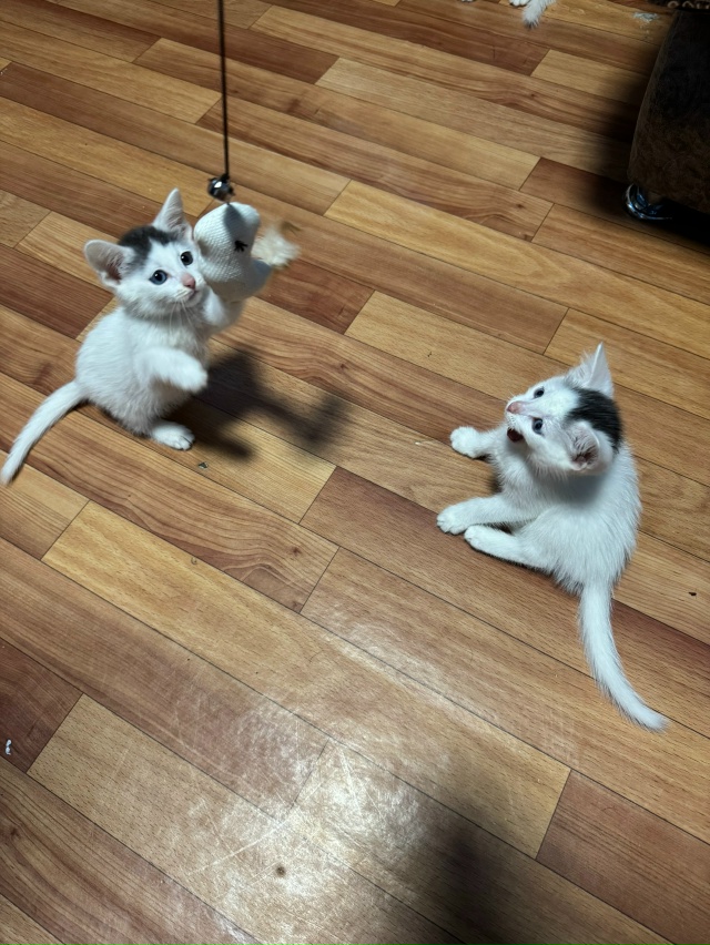 Ищут любящих хозяев котята. Были найдены на улице, куша...