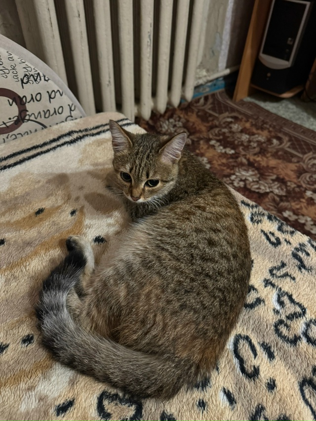 Здравствуйте! Сегодня днём (09.08) нашла котёнка-подростк...