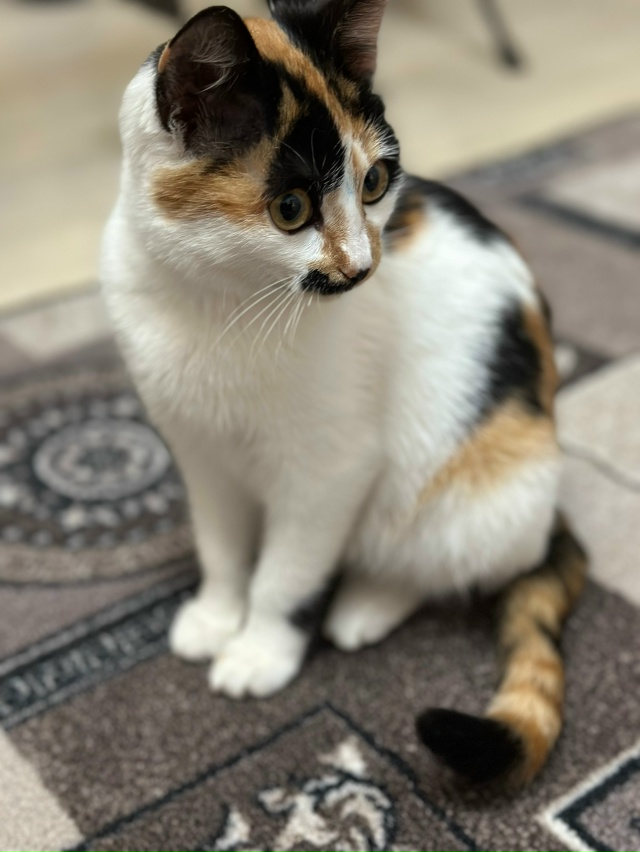 Нашли у дома очень ласковую и ухоженную кошку (район Ря...