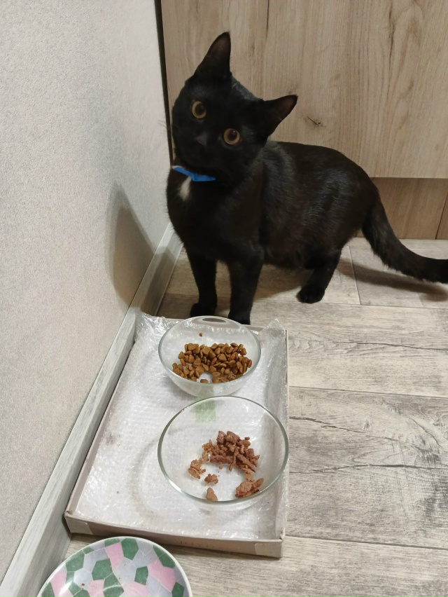 Два дня назад был пост о потерявшимся коте. 89055318836 звон?...