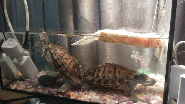 отдам черепашек в добрые заботливые руки