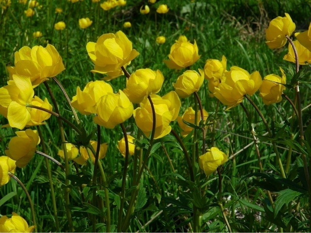 Легенда об Италмас
Жила в Алнашах скромная девушка. Ит...
