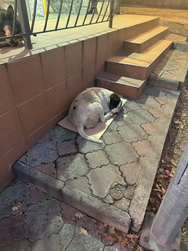 На остановке Марат кажется,Алупкинское шоссе 58в лежит ...