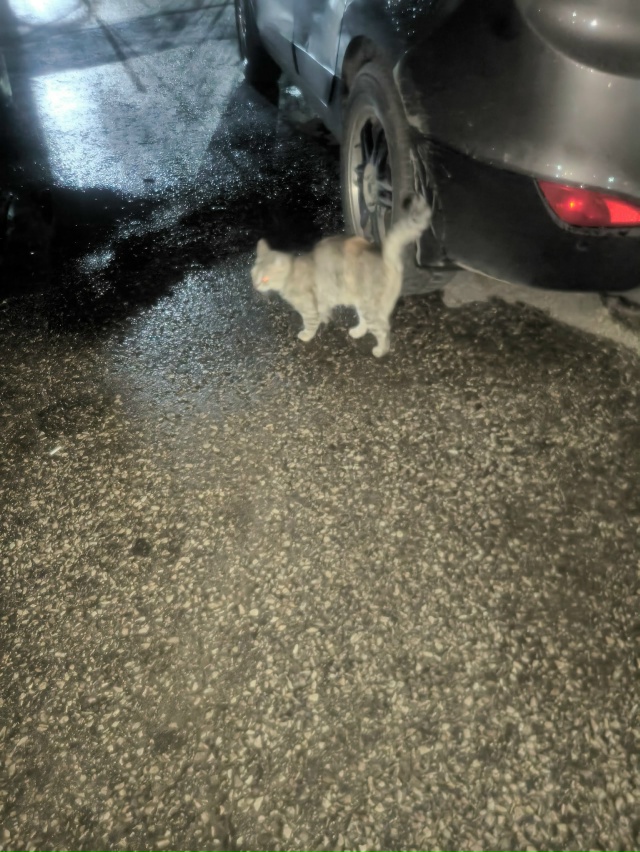 Чья кошечка бегает кричит / с ошейником/