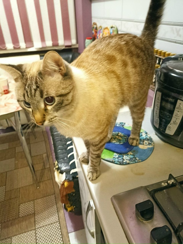 Кот Арбуз. На столе полазил, диван ободрал...Чем бы ещё з...