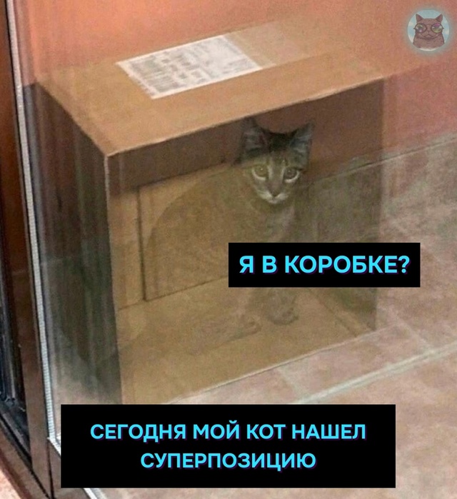 Тот самый Кот Шрёдингера 👀