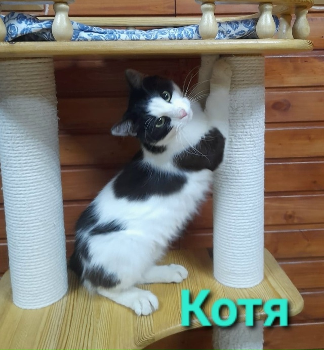 🐈 ПОДОПЕЧНЫЕ зоозащитной гпуппы 