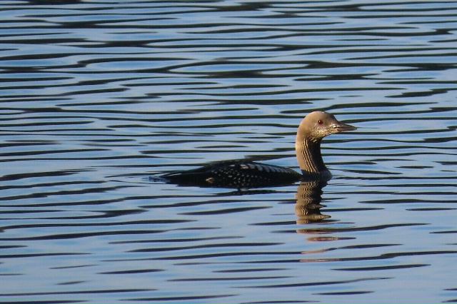 Птица из Красной книги едва не погибла на смоленской т?...