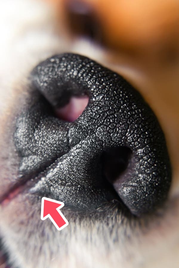 Знаете ли вы, что маленькая бороздка между носом собак?...