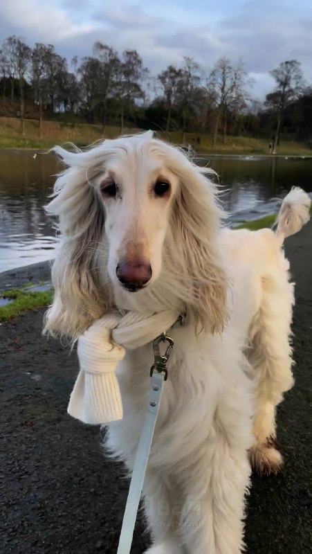 Афганская борзая по имени Саманта — новая звезда соцсетей
Бася набирает миллионы лайков. На каждом