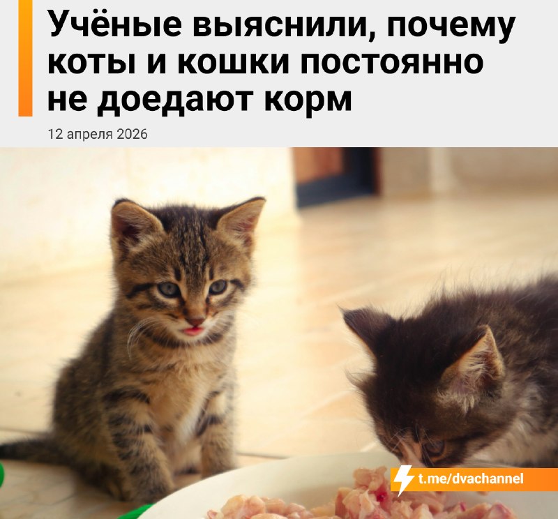 Учёные выяснили, почему коты не доедают свой корм — всё дело в скучном рационе
В ходе эксперимента