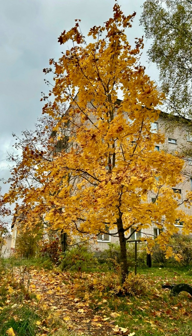 Золотой октябрь в Окуловке