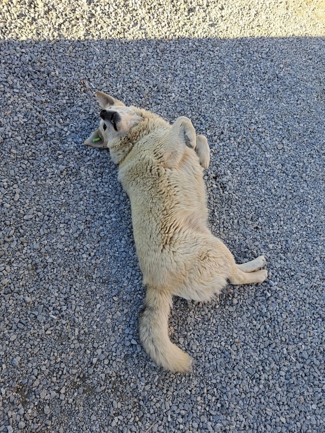 На работе подружился с псом бродячим. Но он пропал.. Узн...