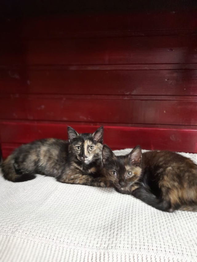 Две прекрасные мадам ищут себе мам и пап😻
Ну вы только...