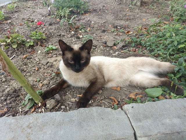 Возьмите кота пожалуйста, хозяина больше нет. Коту оди?...