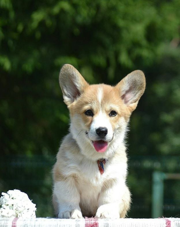 Продаются щенки породы Вельшкорги Пемброк девочки.Ро?...