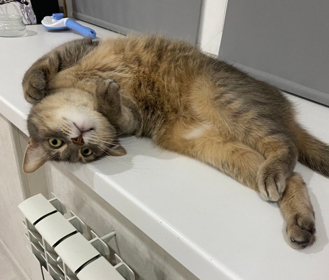 3 ноября Пропал кот - по кличке кекс
Комсомольская 30
Ра?...