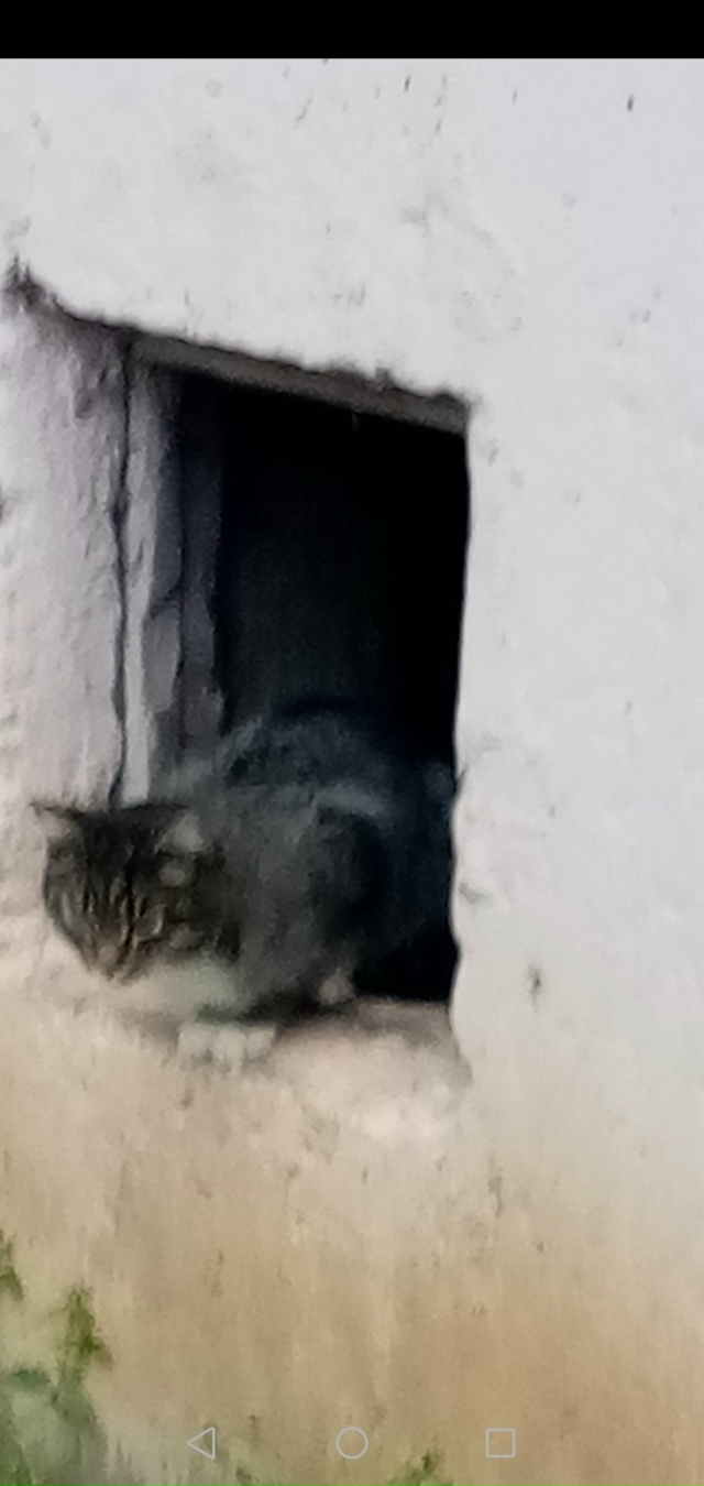 В одном из подвалов дома в юго-западном районе появила?...