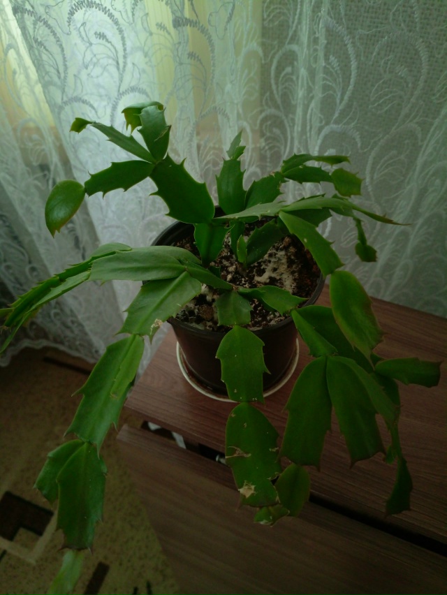 Продам цветы, декабрист 250 руб , фиалка 300 руб, женское с?...