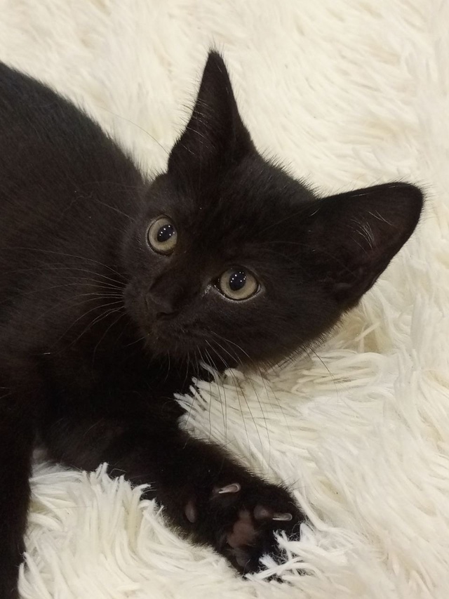 Отдам котика в хорошие руки от мамы-крыселовки. В лоточ...