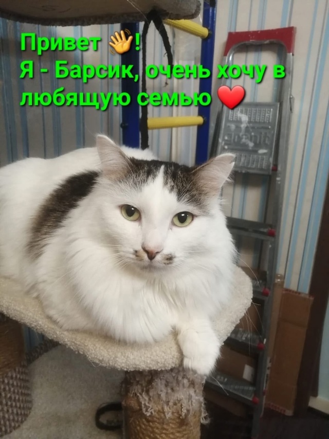 Котик Барсик ищет дом🏘️ и заботливых хозяев.
🐯Найд?...