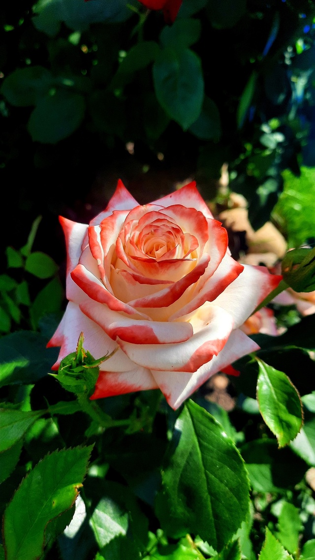 🌹 Юлькины Розы – вдохновение, выращенное с любовью 🌹...