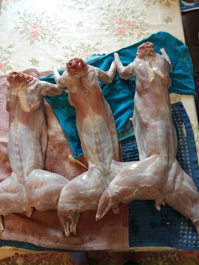 Продам мясо кролика 450 р. кг. 89871933537 89962864505