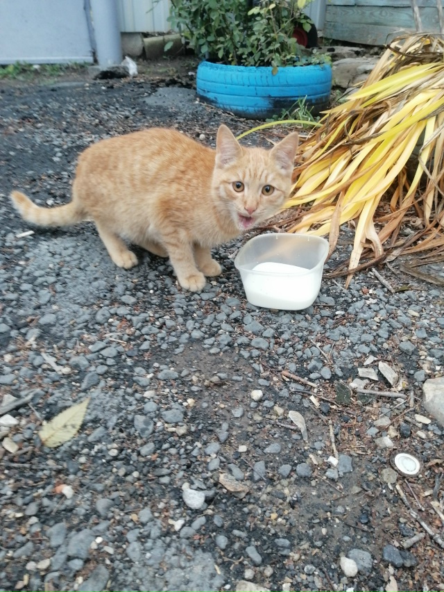 Сегодня во дворе в районе Картонки появился молодой ко...