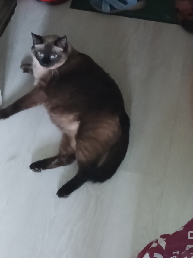ПОМОГИТЕ РАЗЫСКАТЬ❗❗❗
Потерялся сиамский кот😿 В р-н...