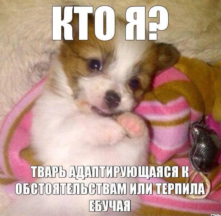 Я в любой критической ситуации выбираю себе личность в зависимости от своего настроения, ресурса, ци
