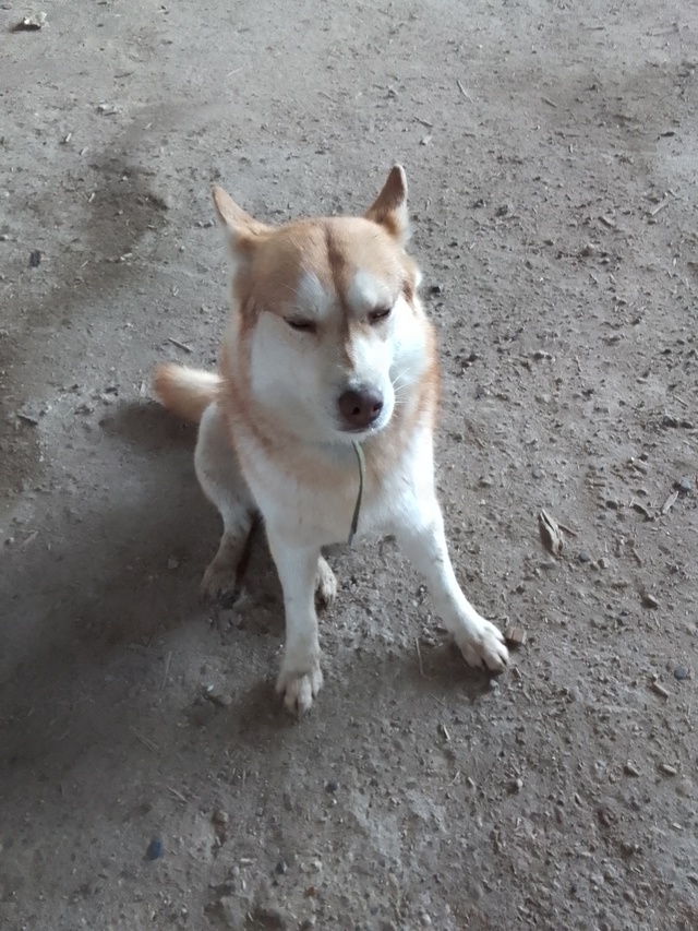 Репост!!! Пропала добрая, ласковая 🐕 из Кунгура. Может ?...