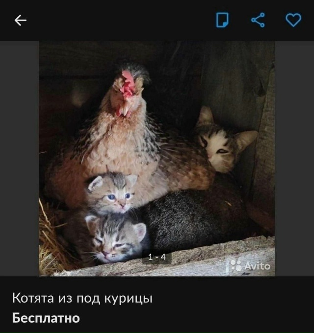 нефегасебя мне два заверните