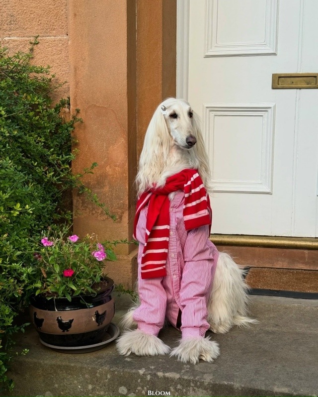 Что вы вообще знаете о стиле? Что?
Это собака Саманта —...