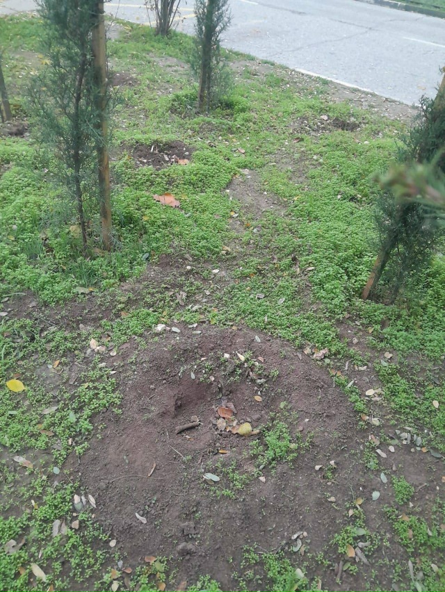 Продолжаем сезонные работы по озеленению Евпатории.
П...