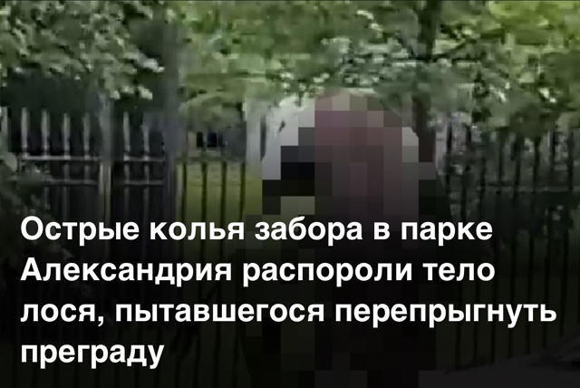 Лось погиб, пытаясь перепрыгнуть через ограду в одном ?...