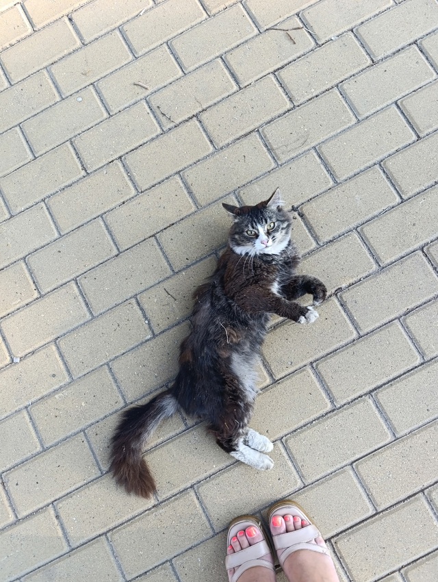 Нужна помощь коту
В сквере на Комсомольской, может кто...