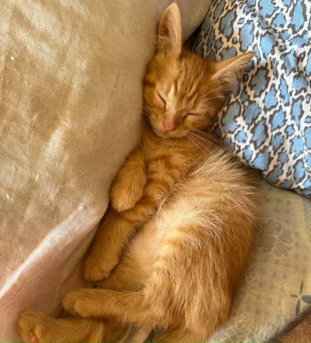 пропал котенок, последний раз видели на молодежке, про?...