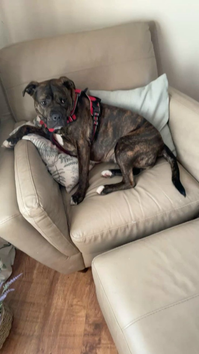 ❗⚡Запретить держать в квартирах опасные породы собак...