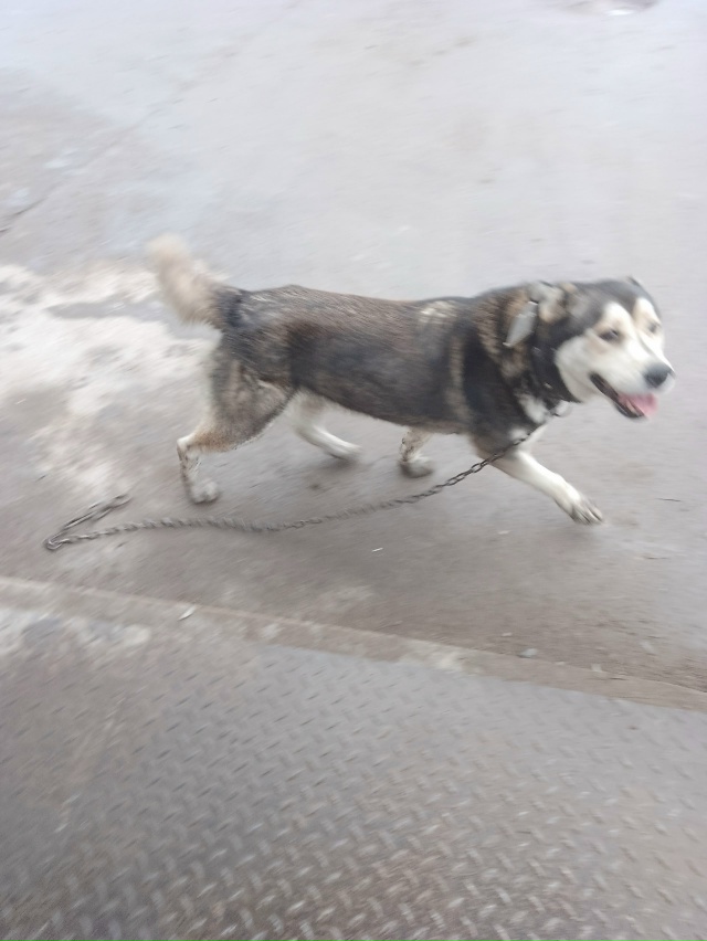 Добрый день! Хозяева срочно заберите собаку, бегает с ц...