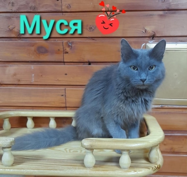 ИЩЕТ ДОМ И ХОЗЯЕВ 🐈‍⬛‼️
МУСЯ, прелестная кошечка, со...