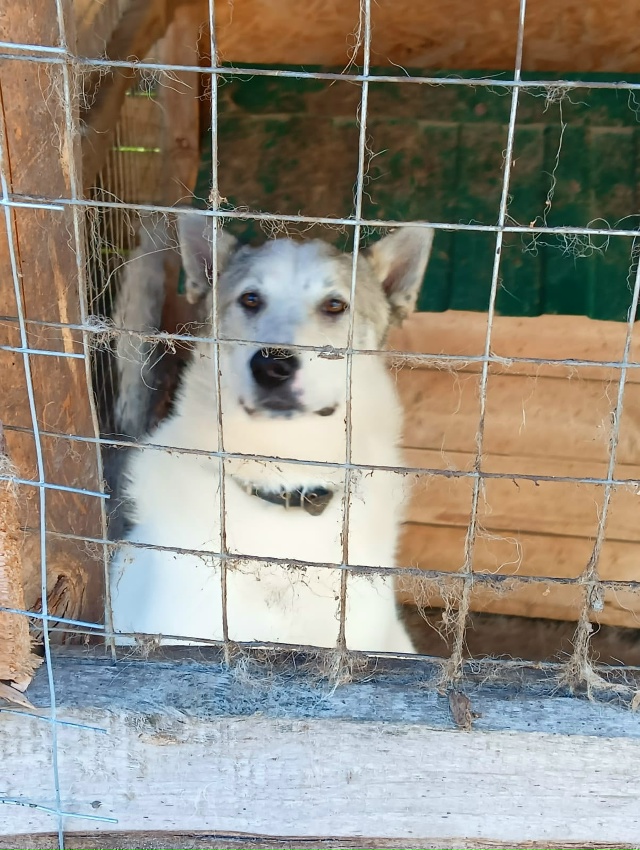 Пропала собака лайка! возраст 2 года в деревне Вындин ...
