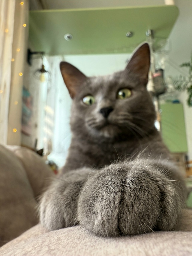 В этих лапках сконцентрировано бляцкое могущество
#Ко...