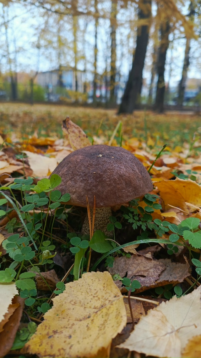 Волшебная осень?: грибы гуляют даже по городскому пар...