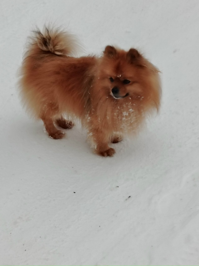 Чья потеряшка? Гуляет на улице Новой.
[id578444692|Наталья М?...