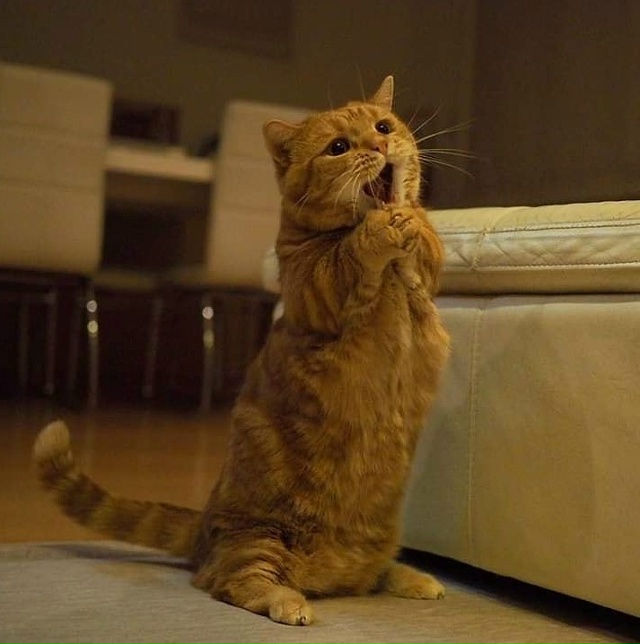 Этот кот заслуживает Оскар!)