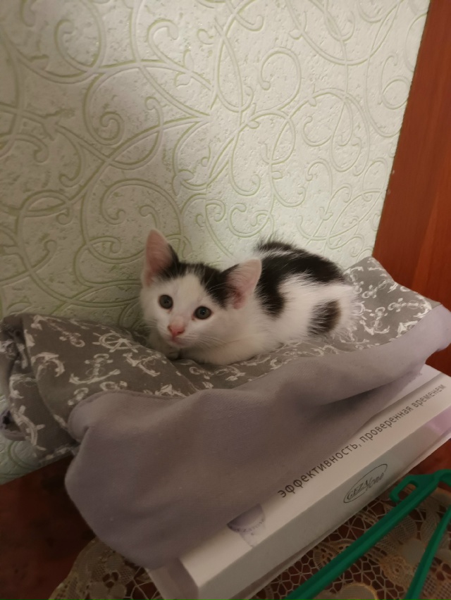 Потеряли котенка!Совсем маленький. Может кто-нибудь ви...