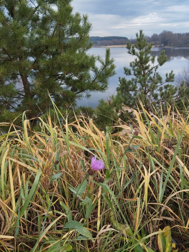 Сладкий ноябрь
