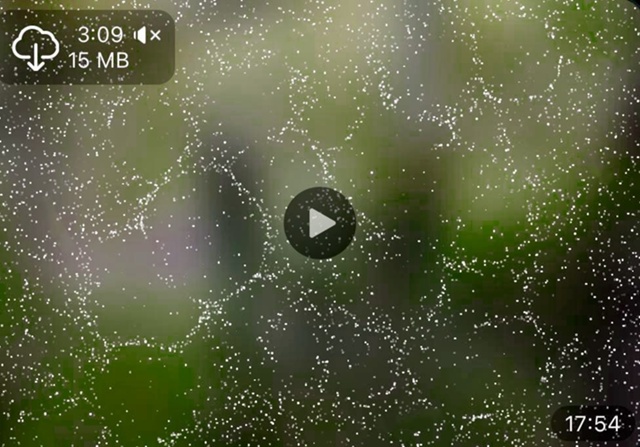 Под Новоуральком в пригородном лесу компания на питба?...