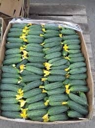 Продаются , Огурцы 🥒
Для за солки , без селитры , Домаш?...