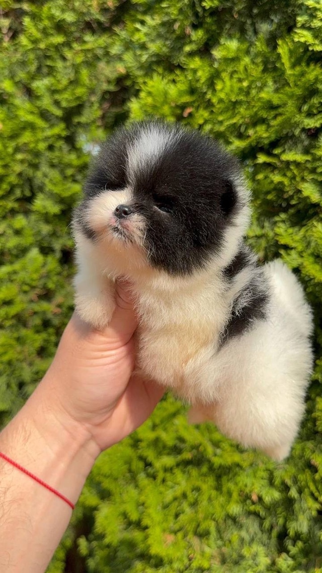 🐾 ЩЕНКИ ПОМЕРАНСКОГО ШПИЦА КОРОЛЕВСКОГО ТИПА 🐾
🌟 Эк...